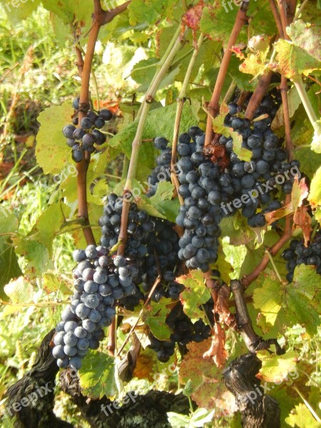 Vine Grapes Nature Free Photos