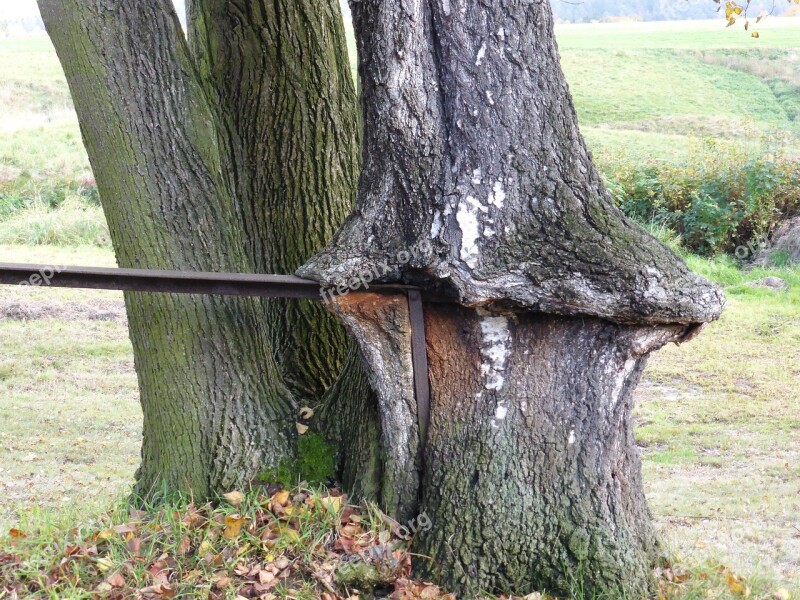 Ostrava Saxon Switzerland Beauty Waxed Handrail Tree