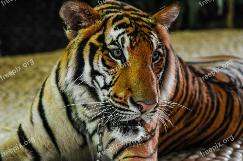 Tiger Big Cat Portrait Free Photos