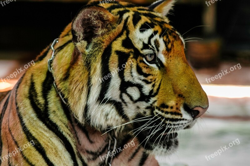 Tiger Big Cat Portrait Free Photos