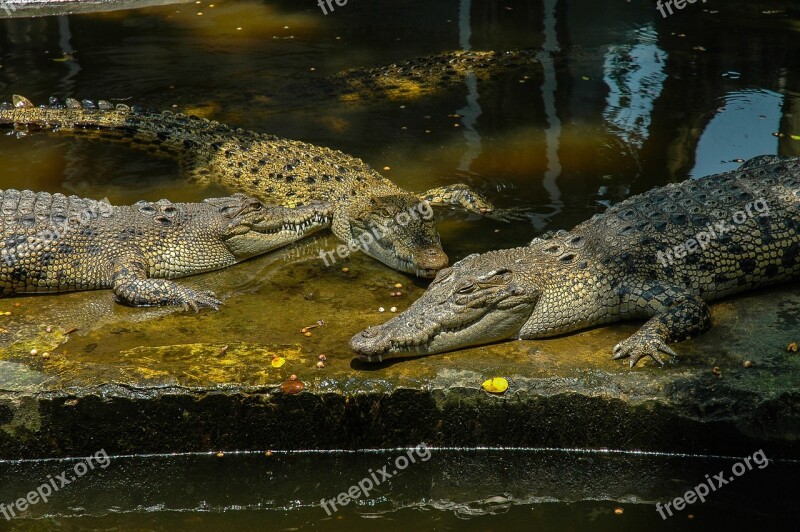 Crocodiles Reptile Zoo Free Photos