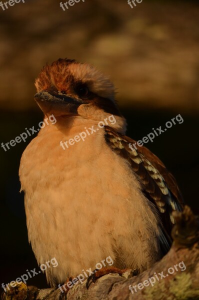 Bird Wild Feathers Kookaburra Animal