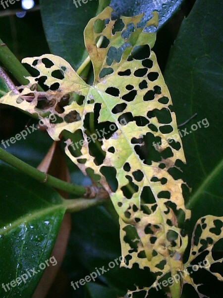 Leaf Eaten On Holey Ate Hole