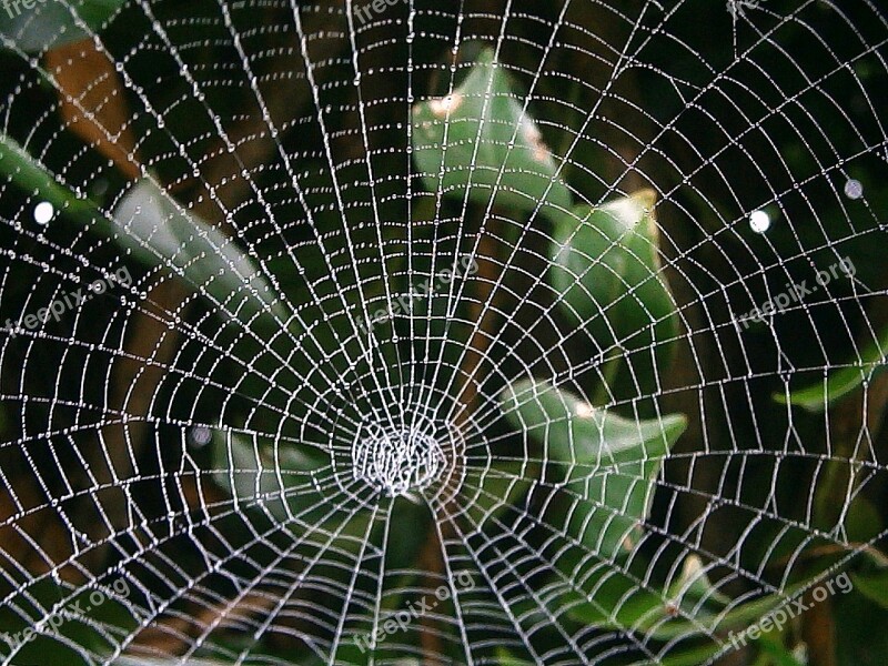 Cobweb Web Autumn Networking Abstract