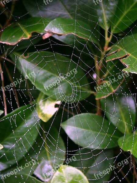 Cobweb Web Networking Droplets Drip