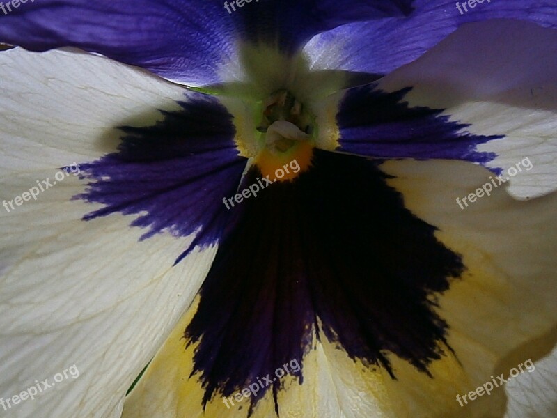 Pansy Violet Plant Close Up Depth Nature