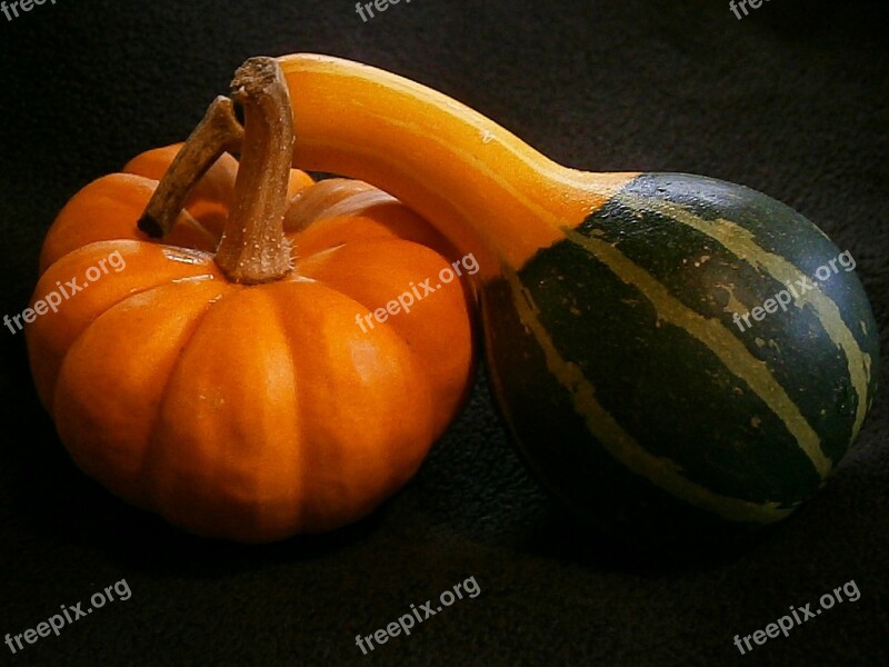 Pumpkin Gourd Mini Pumpkins Miniature Pumpkin Decorative