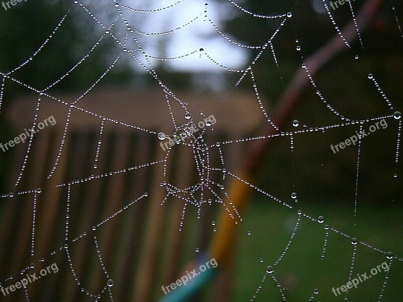 Cobweb Web Autumn Drip Drop Of Water