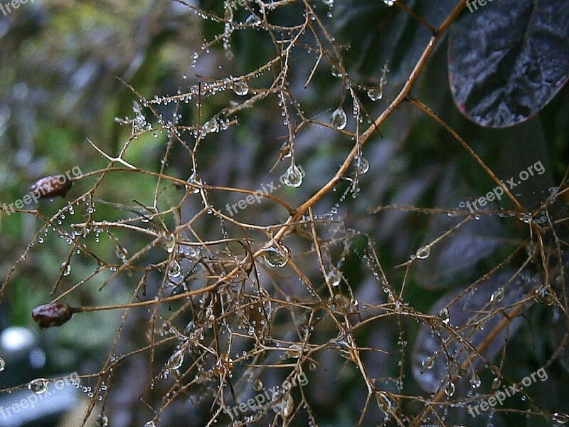 Branches Aesthetic Raindrop Drip Water