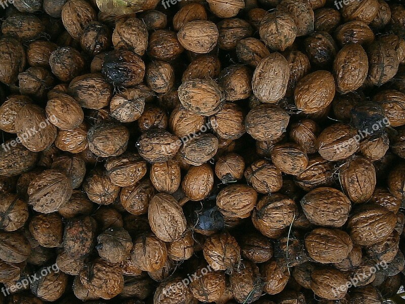 Walnut Nuts Nut Food Fruits