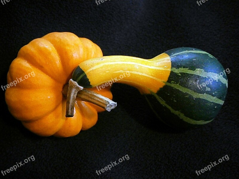 Pumpkin Gourd Mini Pumpkins Miniature Pumpkin Decorative