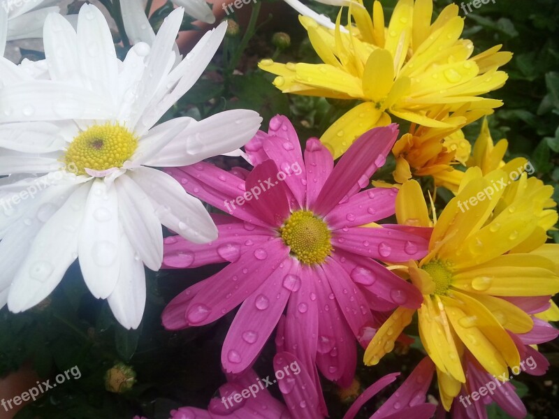 Flowers Colorful Raindrop Drip Free Photos