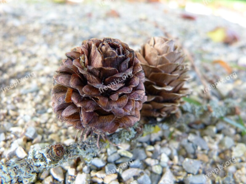 Larch Larch Cones Tree Conifer Tap