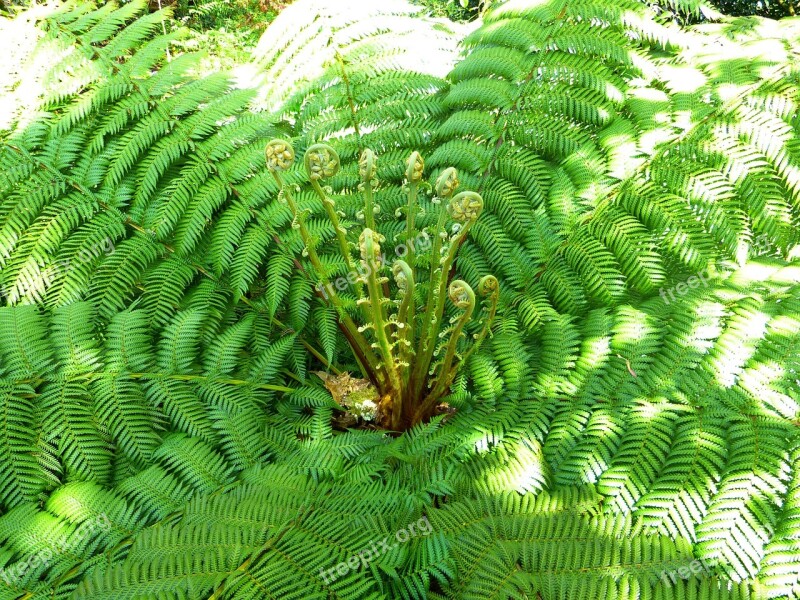 Fern Plant Fiddlehead Roll Out Vessel Sporenpflanze