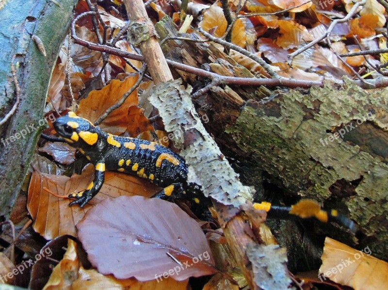 Upper Bavaria Nature Forest Animal Amphibian