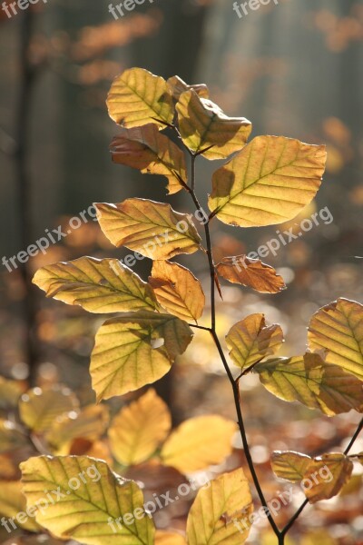 Autumn Forest Leaves Golden Golden Autumn