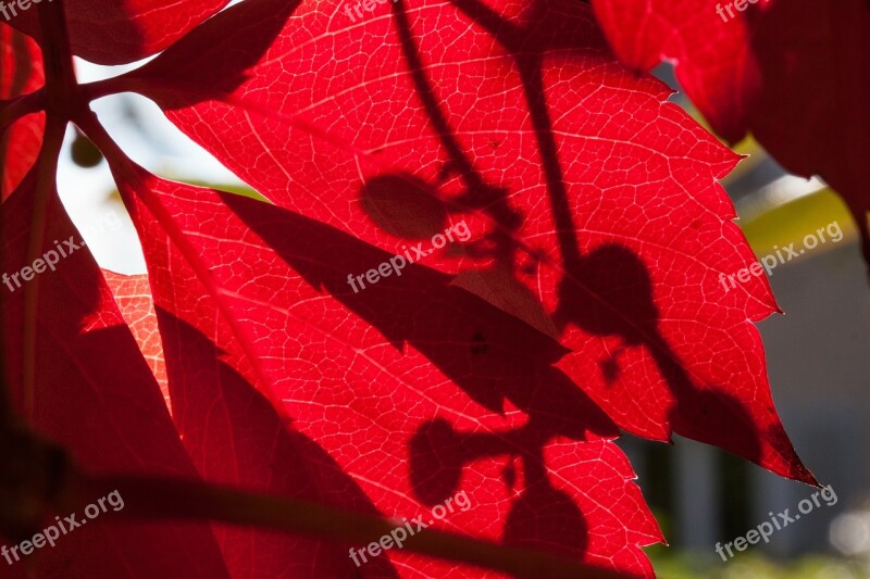 Autumn Fall Foliage Golden Autumn Leaves Leaves In The Autumn