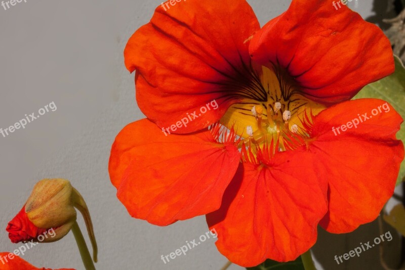 Nasturtium Tropaeolum Calyx Sepals Nasturtium Family