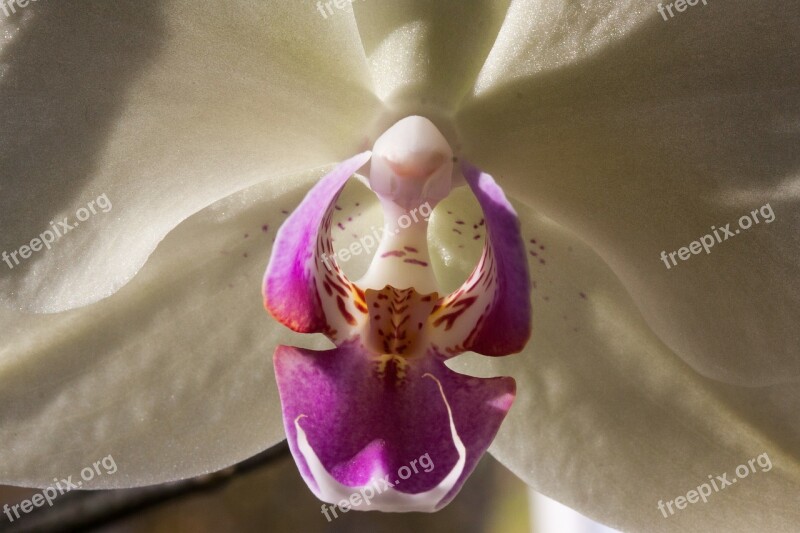 Orchid White Flower Blossom Bloom