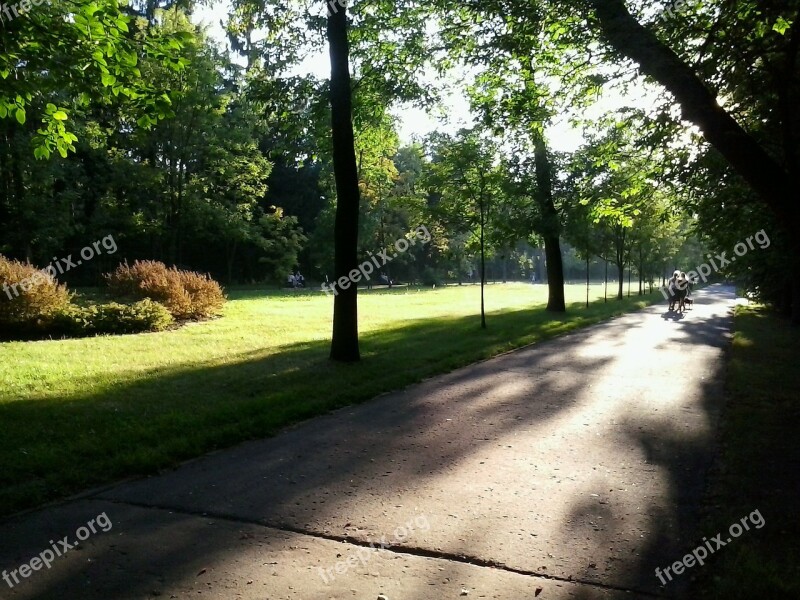 Way Light Trees Forest The Sun