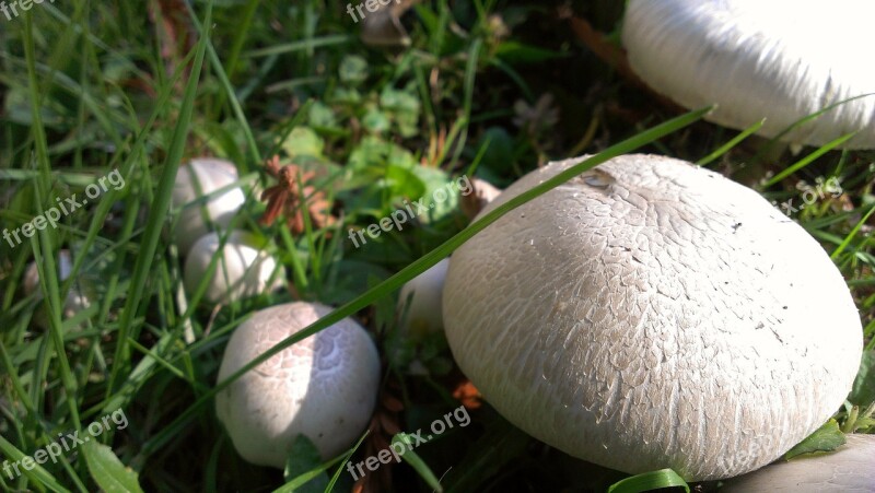 Mushrooms Fungus Forest Nature Backyard