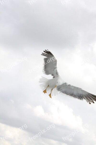 Fly Bird Wings Nature Free Photos