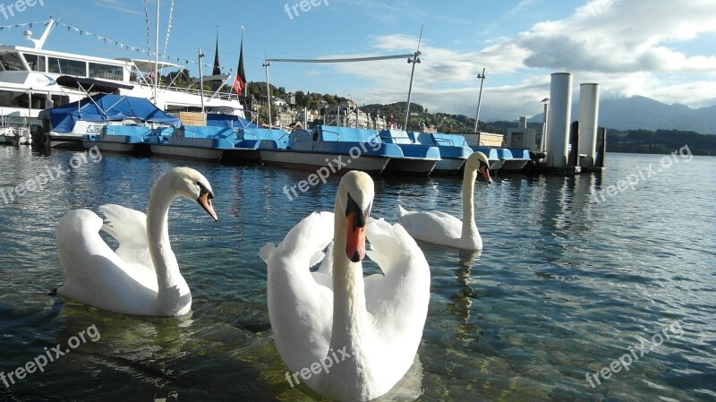 Lucerne Lake Lucerne Region Swans Boats Water