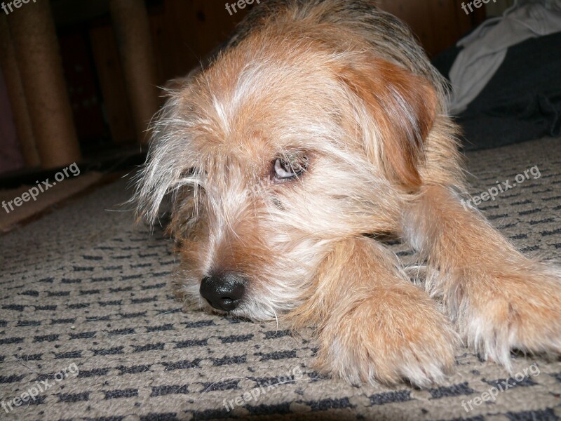 Dog Head Lazy Dog Animal Portrait