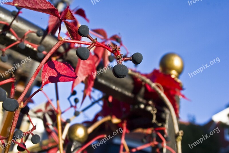 Autumn Railing Wine Wild Fouling