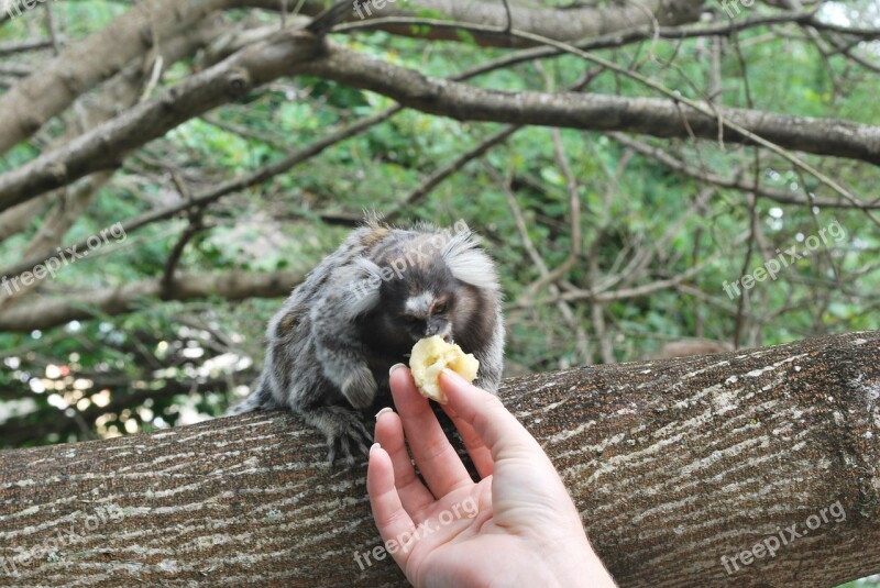 Monkey Feeding Animal Monkeys Nature