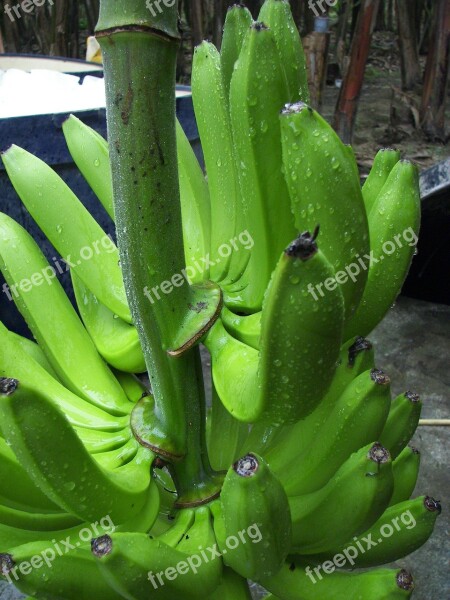 Banana Shrub Cavendish Variety Bio Ecuador Harvest