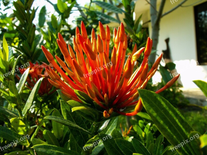 Blossom Bloom Flower Red Fire Vine