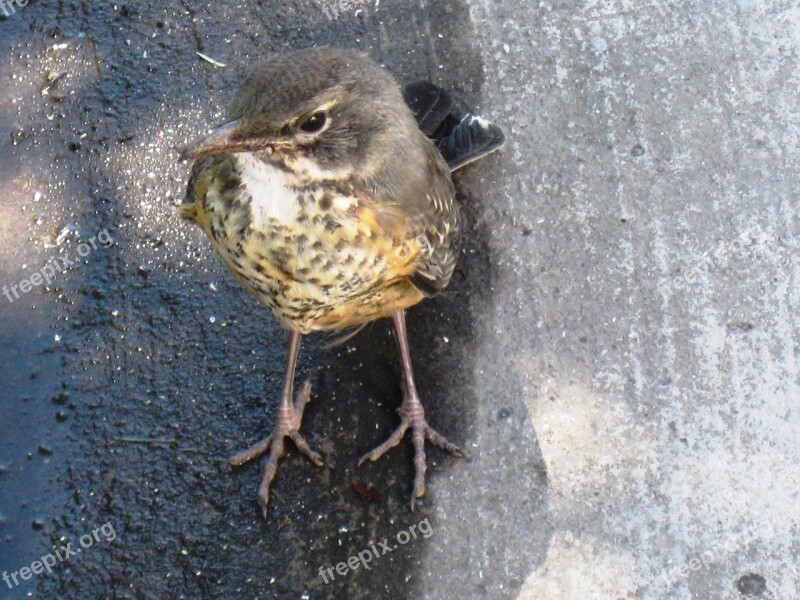 Bird Brown Legs Native Wild