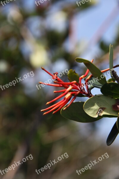 Color Red Flower Red Free Photos