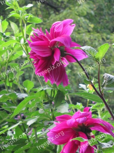 Flower Pink Fuschia Greenery Nature