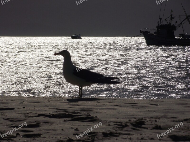 Seagull Bird Mar Beach Free Photos