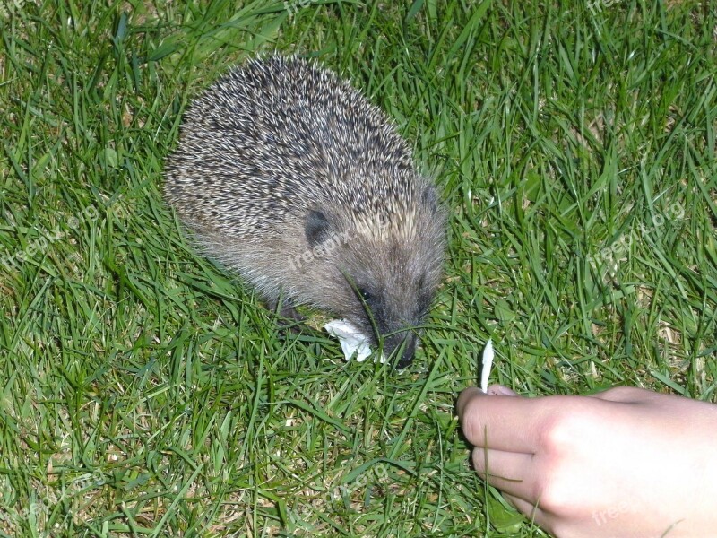 Hedgehog Animal Prickly Nature Rush