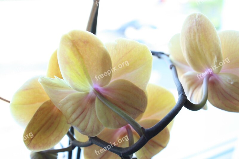 Orchid Flower Blossom Bloom White