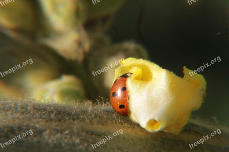 Ladybug Lucky Charm Aphids Scale Insects Insect Photo