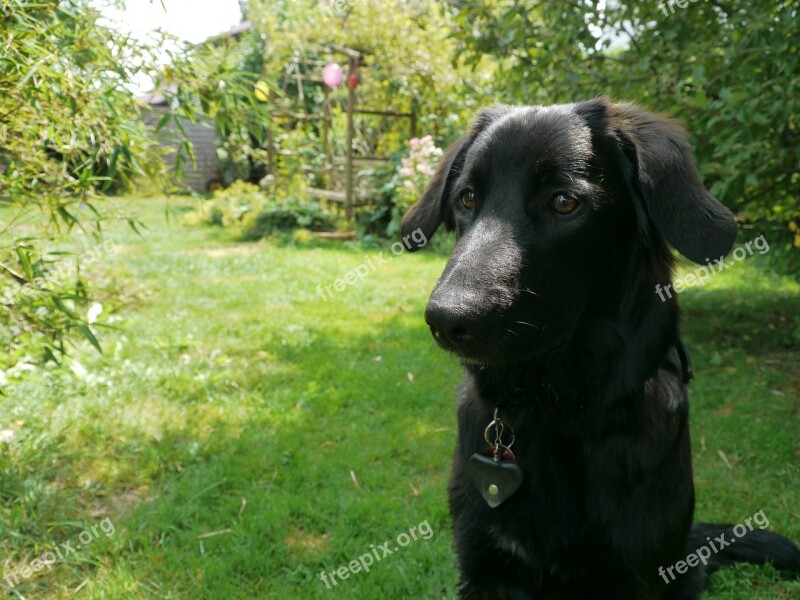 German Shepherd Dog Schäfer Dog Summer Black