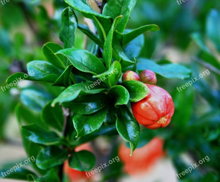 Flowerbud Orange Color Pomegranate Leaves Shiny