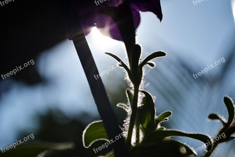 Sunlight Light Backlight Flowers Flower