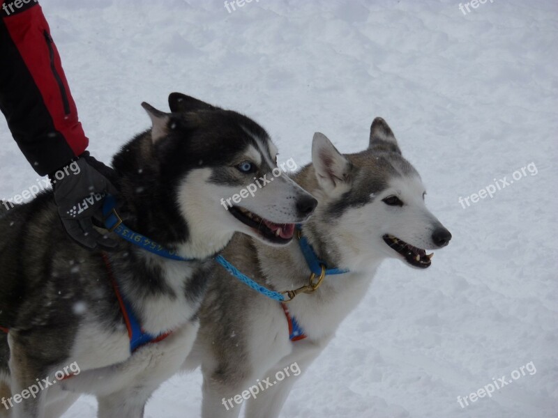 Sled Dog Race Huskies Dogs Dog Race