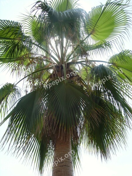 Palm Vacations Travel Exotic Frond