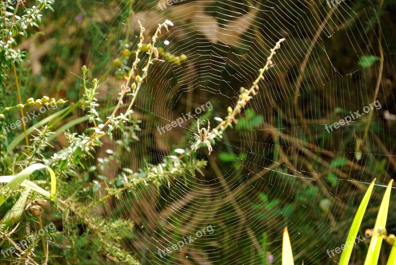 Spider Web Arachnid Free Photos