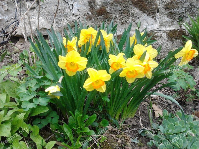 Daffodil Spring Sunshine Free Photos