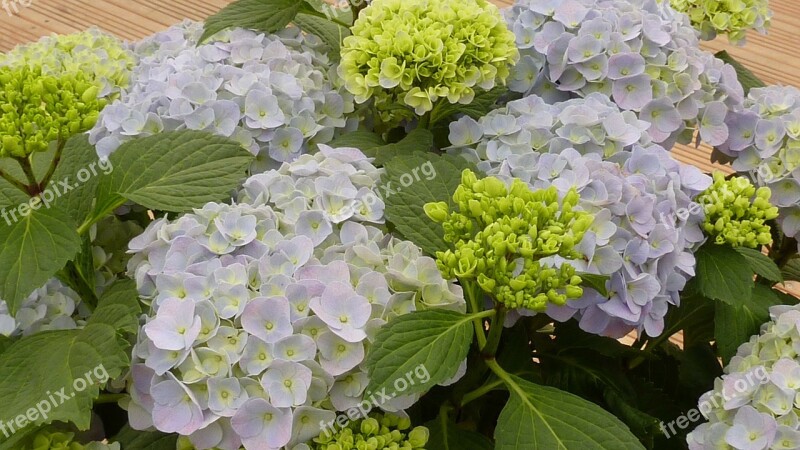 Hydrangeas Flowers Blue Close Up Free Photos