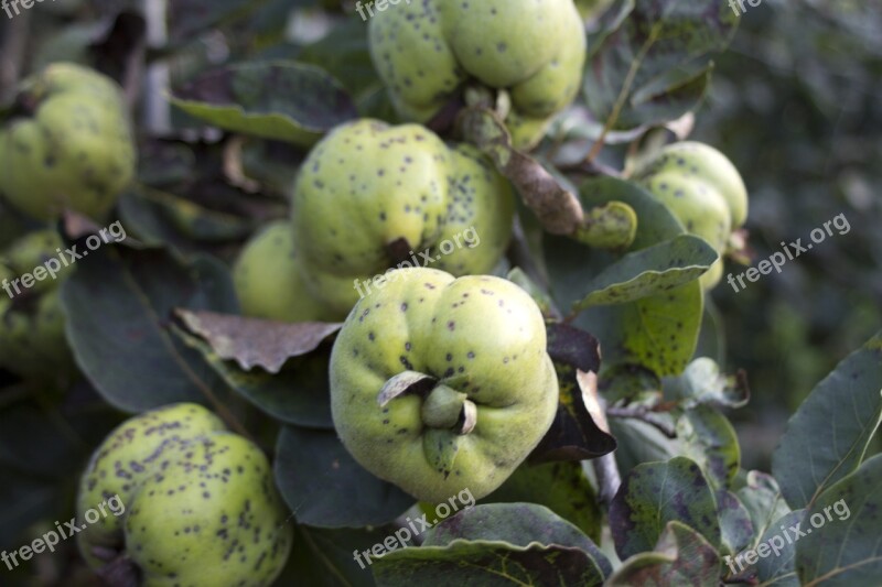 Quince Plant Kernobstgewaechs Free Photos