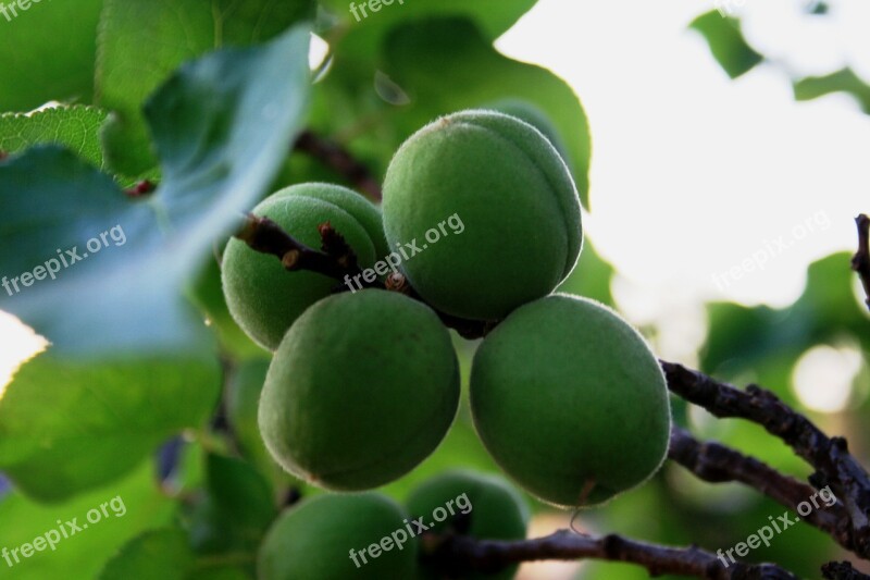 Fruit Young Green Swollen Round