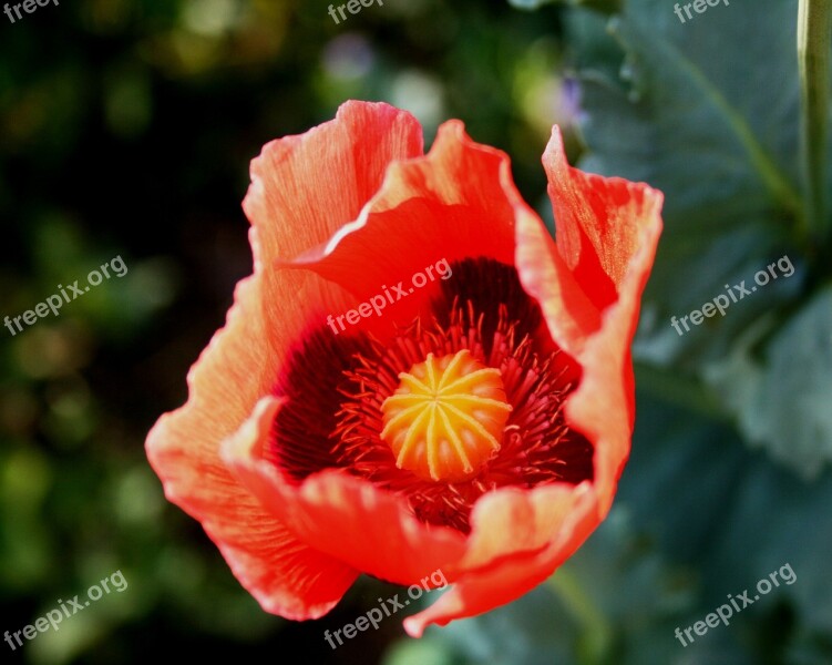 Poppy Flower Open Red Delicate